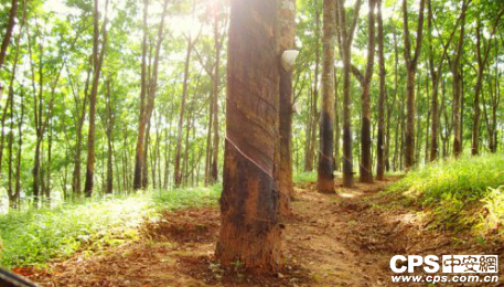 科达视频会议连接万亩橡胶林